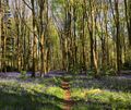 Ancient Erlestoke Woods