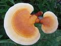 Voracious Reishi Mushroom