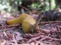 Toothy Banana Slug