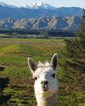 Sheila the Alpaca