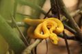 Noodle the Eyelash Viper