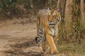Tara the Royal Bengal Tigress