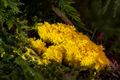 Intelligent Slime Mould