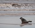 Oswaldé the little Grey Seal