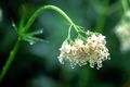 Dreamy Valerian Plant