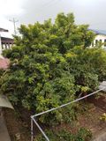 Laid-back Sapodilla Tree