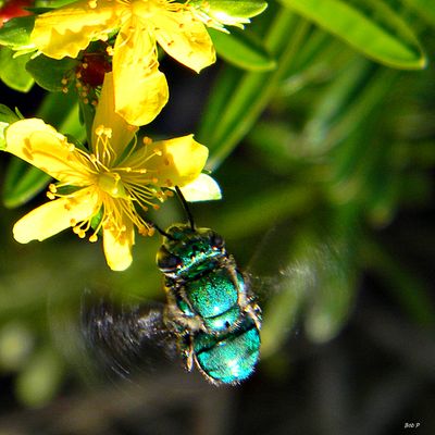 Euglossa the Orchid Bee