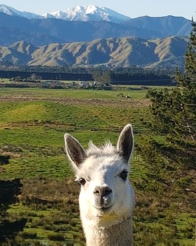 Sheila the Alpaca