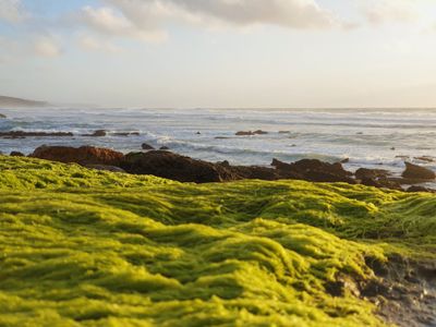 Futuristic Cyanobacteria