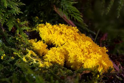 Intelligent Slime Mould