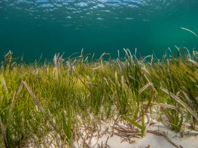 Herb the Seagrass Plant