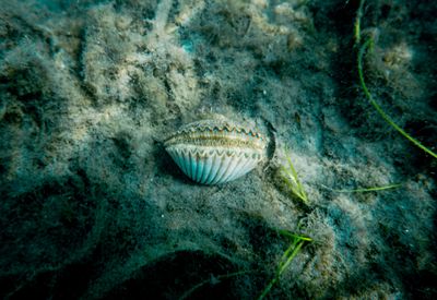 Eco-warrior Oyster