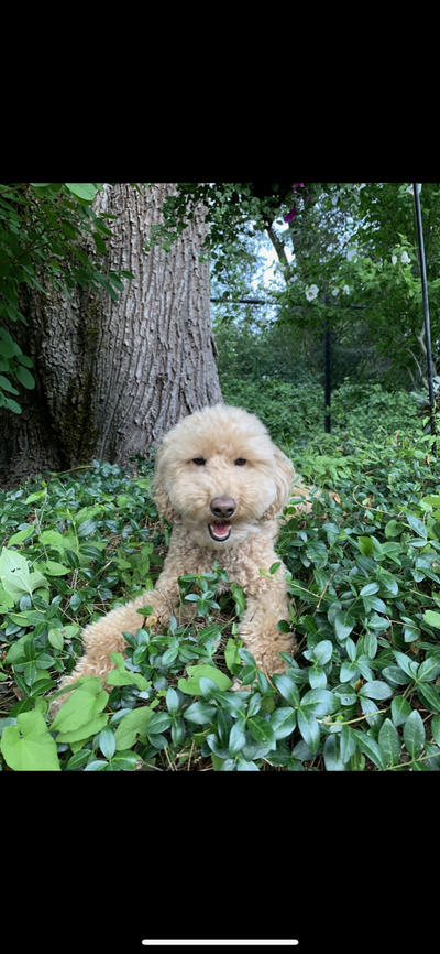 Fitz the Goldendoodle